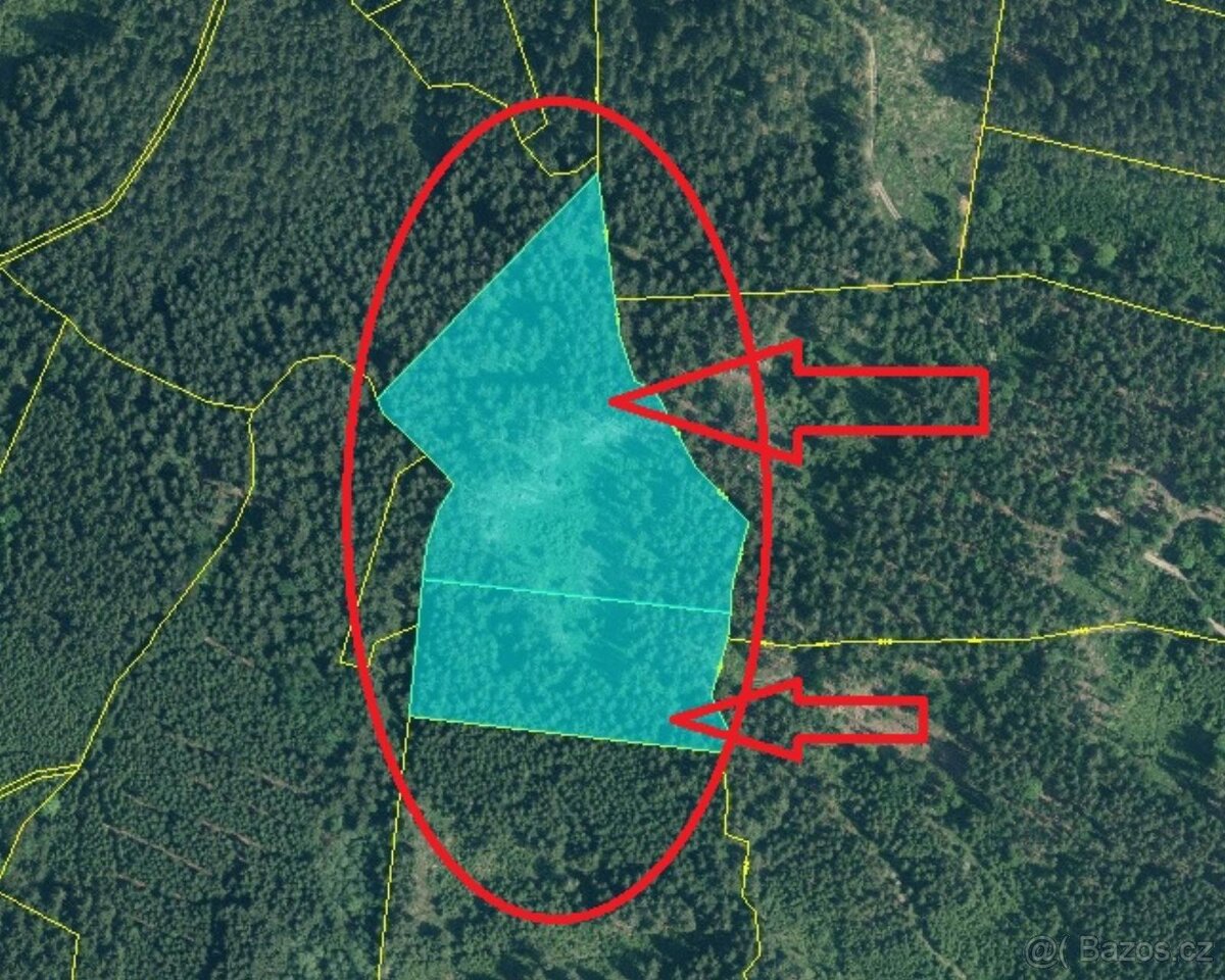 Prodám lesní pozemky v k.ú. Nicov - 19