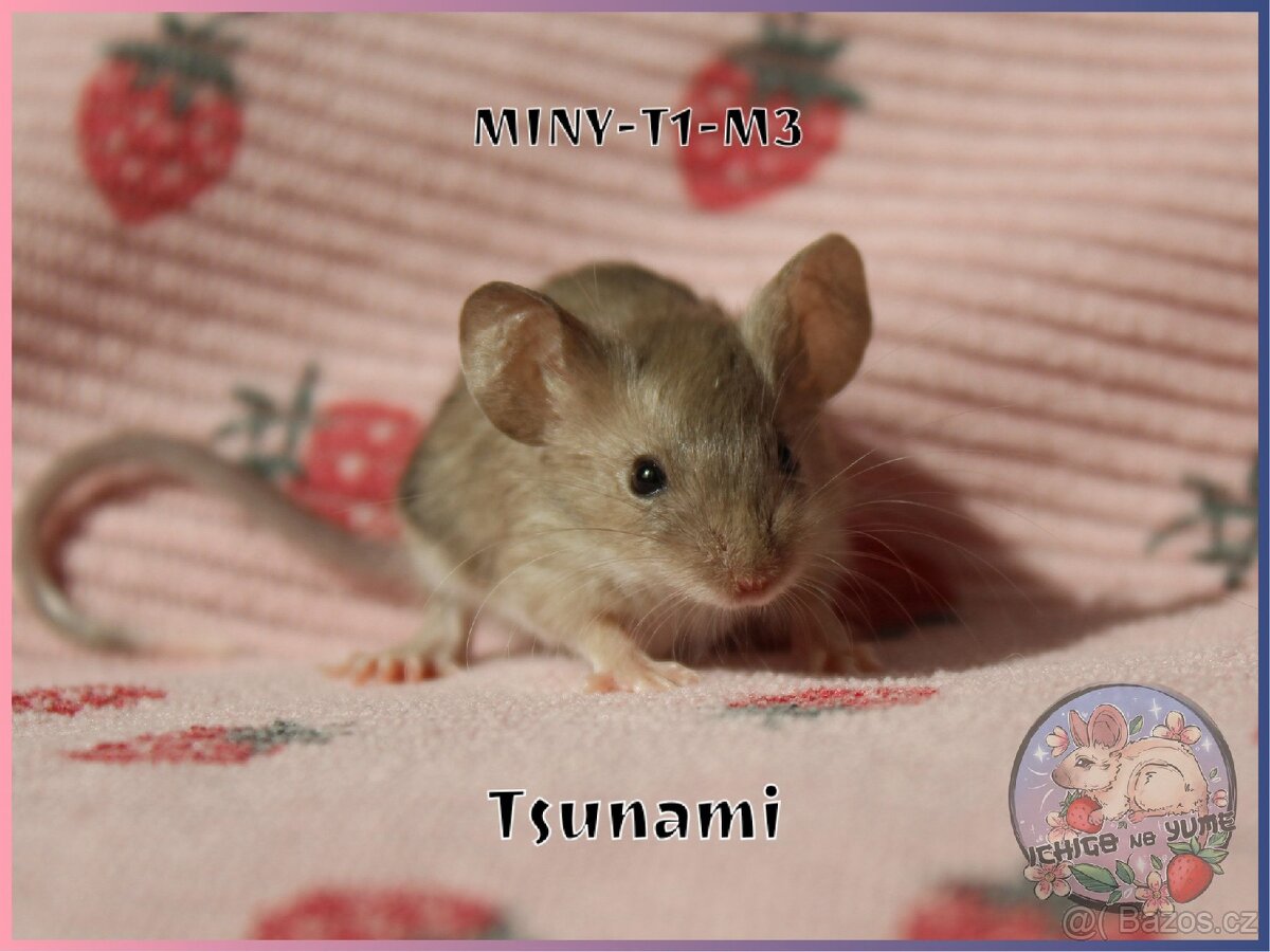 Barevné / fancy myšky - 19