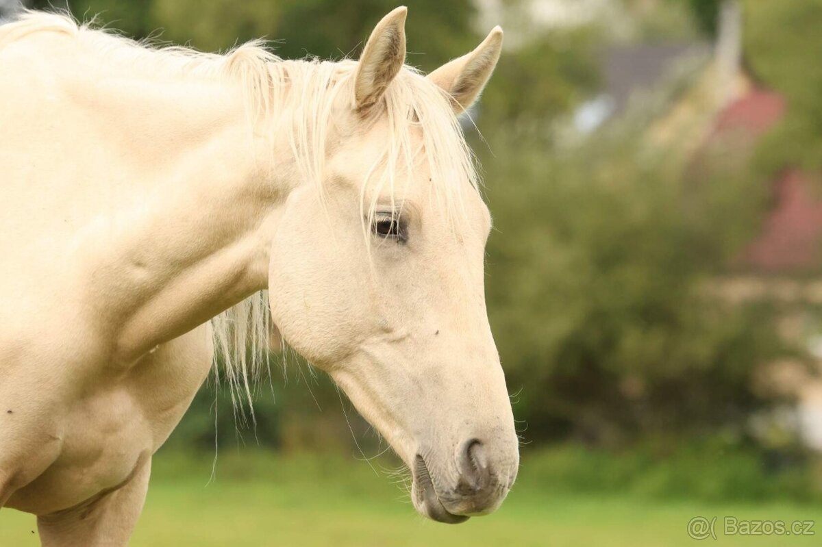 2,5 letí atraktivní a hodní valáškové - 19