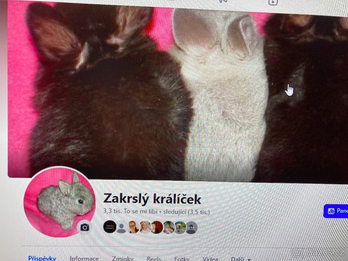 MORČATA, ZAKRSLÍ KRÁLÍCI - 19