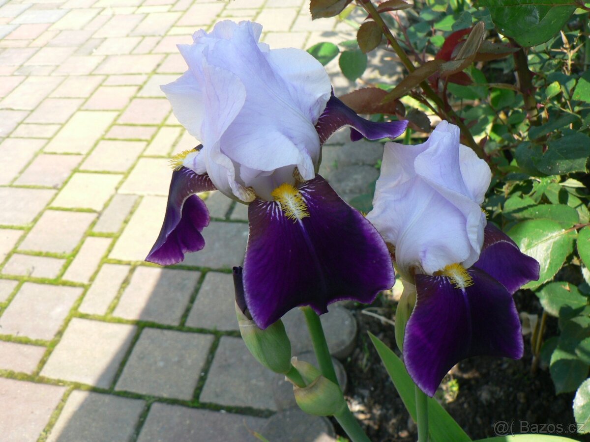 TRVALKY, SKALNIČKY, BYLINKY - 19