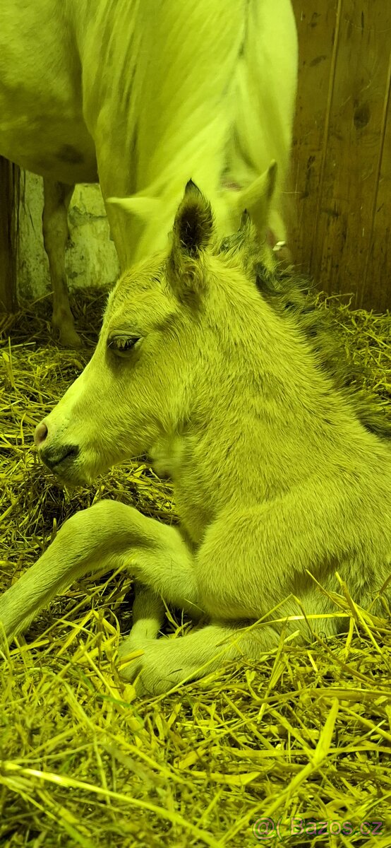 Letošní hřebeček - 19