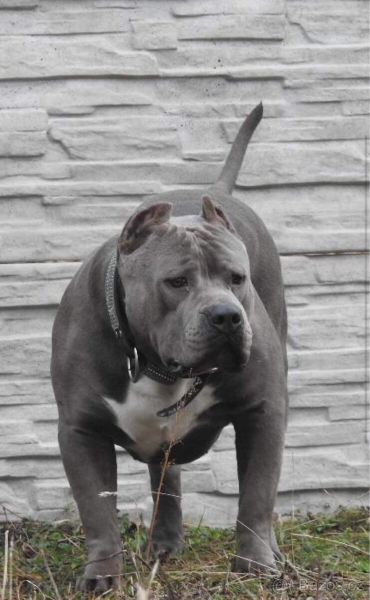 American Bully XL - 19