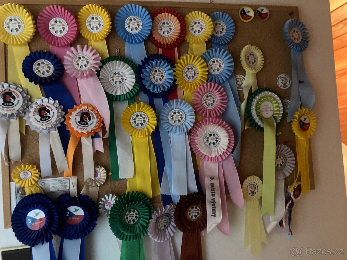 agapornis fischeri - 19