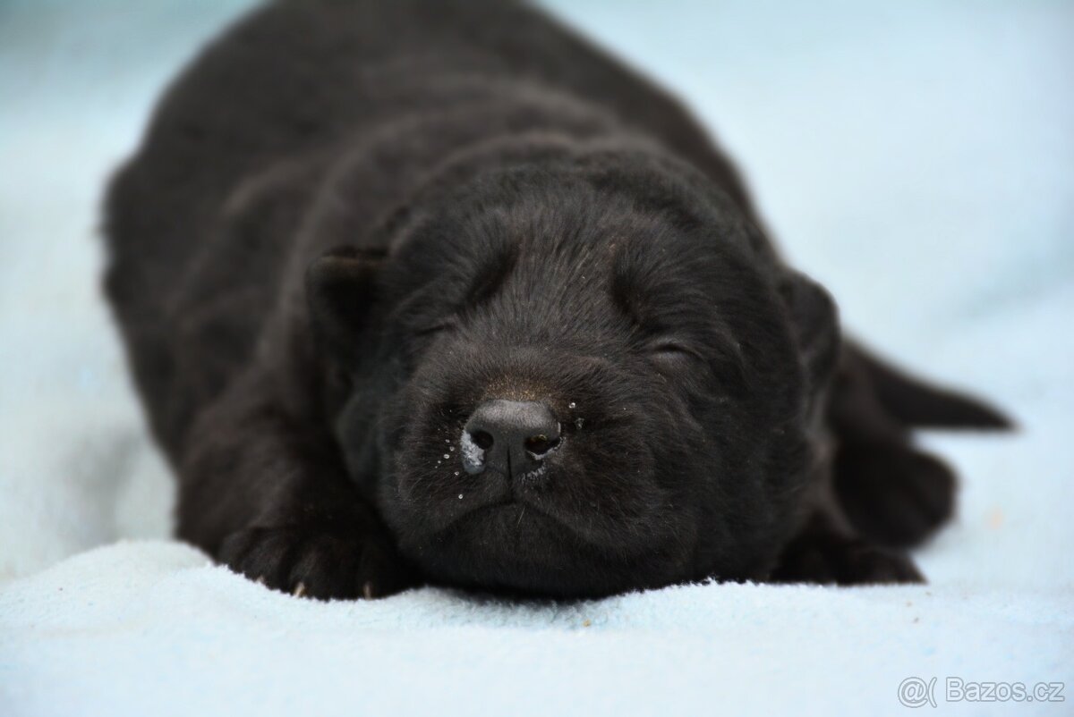 Německý ovčák s PP - 19