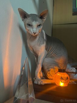 Koťátka Spynx - Holčičky. - 19