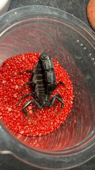 Živá exotika - Praha 14.6 - 19