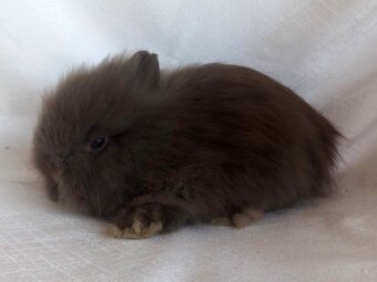 Zakrslí teddy , beránci a bílopesíkatí králíčci s rodokmenem - 19