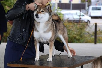 SHIBA štěňata k rezervaci - 19