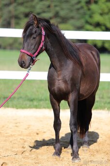 ______Valášek Barock pinto - Frís___ - 19