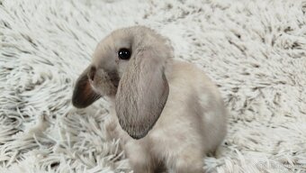 Zakrslý beránek, králíček, králík - REY - 19
