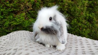Zakrslý beránek, králíček, králík - MINDY - 19