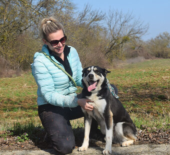 Báječný Ares kríženec ovčáka s huskym - 19