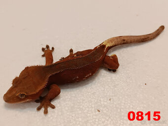 Pagekon řásnatý  Samci a Samice - 19