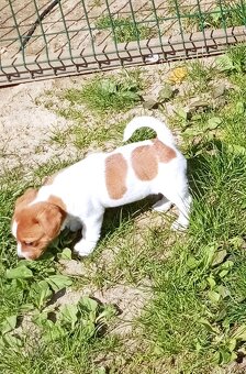 Jack russell terier krásný hnědobílý pejsek - 19