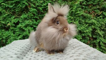Zakrslýnkrálíček, králík -(lvíček)-NATANIEL - 19