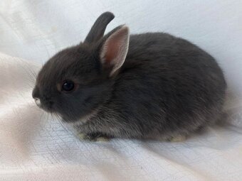 Zakrslí beránci,teddy a bílopesíkatí králíčci s rodokmenem - 19