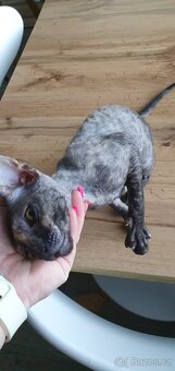 Maciatka cornish rex s PP - 19