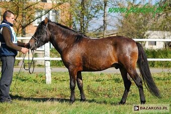 Huculská klisna, hucul, Tobiano, pony, malý kůň - 19