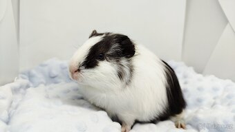 Morče, Morčata, Morčátko, Morčátka - BETTY - 19