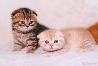 Scottish Fold a Scottish Straight - 19