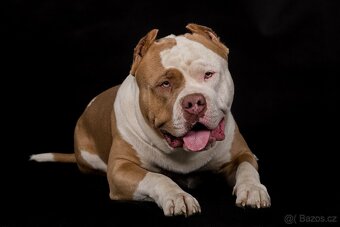 Krytí American bully xl - 19
