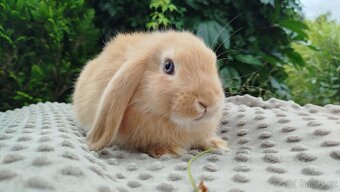 Zakrslý beránek, králíček, králík - RIKI - 19