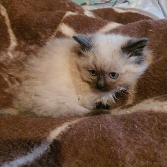 Kocurik ragdoll - 19