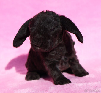 Zakrslí beránci s VP . Samičky . - 19