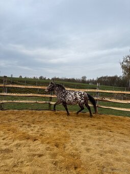 15 letá klisna - 19