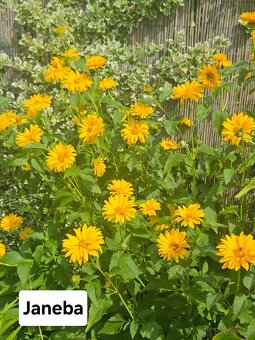 Přebytky ze zahrady - 19