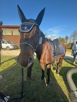 Klisna do sportu a chovu - 19