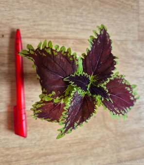 AFRICKÉ OKRASNÉ KOPŘIVY COLEUS - rostlinky - 19