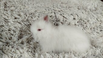 Zakrslý králíček, králík-(TEDDY)-HERBERT A HEIDY - 19