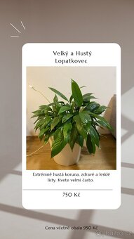 ⭐️ VÝPRODEJ 26 POKOJOVEK (Monstery, Dracény, Fíkusy, ......) - 19