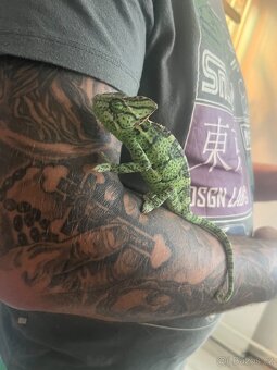Chameleon jemenský - 19