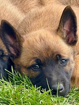 BELGICKÝ OVČÁK MALINOIS - ŠTĚŇATA - 19