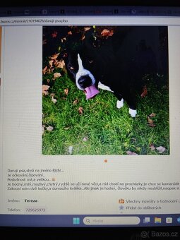 Pozor Pitbulové, kteří jsou útoční - 19