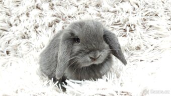 Zakrslý beránek, králíček, králík - KVIDO - 19