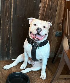 Krytí American Bully standard - 19