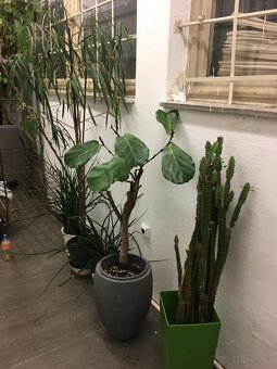 POKOJOVE KVETINY - 19