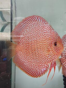 Discus - Terčovec - 19