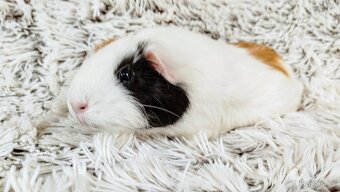 Morče, Morčátko, Morčátka - BETTY - 19