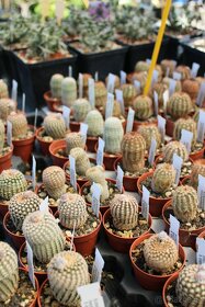 Kaktusy, sukulenty Strážnice - 19