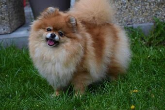 Pomeranian - 19