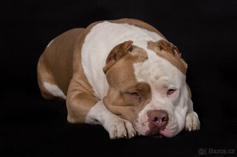 American bully - krytí - 19