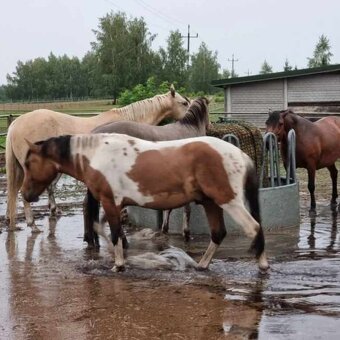 Huculská klisna, hucul, homozygotní Tobiano, pony, malý kůň - 19