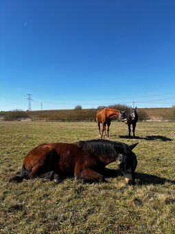 Pastevní ustájení v klidné rodinné stáji od JARA - 19