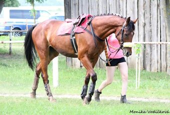 Prodám valacha A1/1 - 19