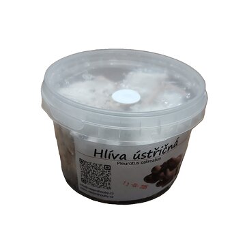 Hlíva ústřičná, plicní, modrá, žlutá, růžová, královská - 19
